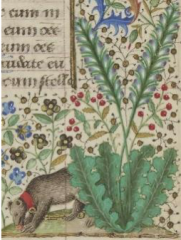 la branche ursine dans le décor marginal du livre d'Heures de Guillaume Jouvenel, Paris, BnF, NAL 3226,